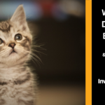 Blog header image showing a kitten looking up with the blog title on the right
